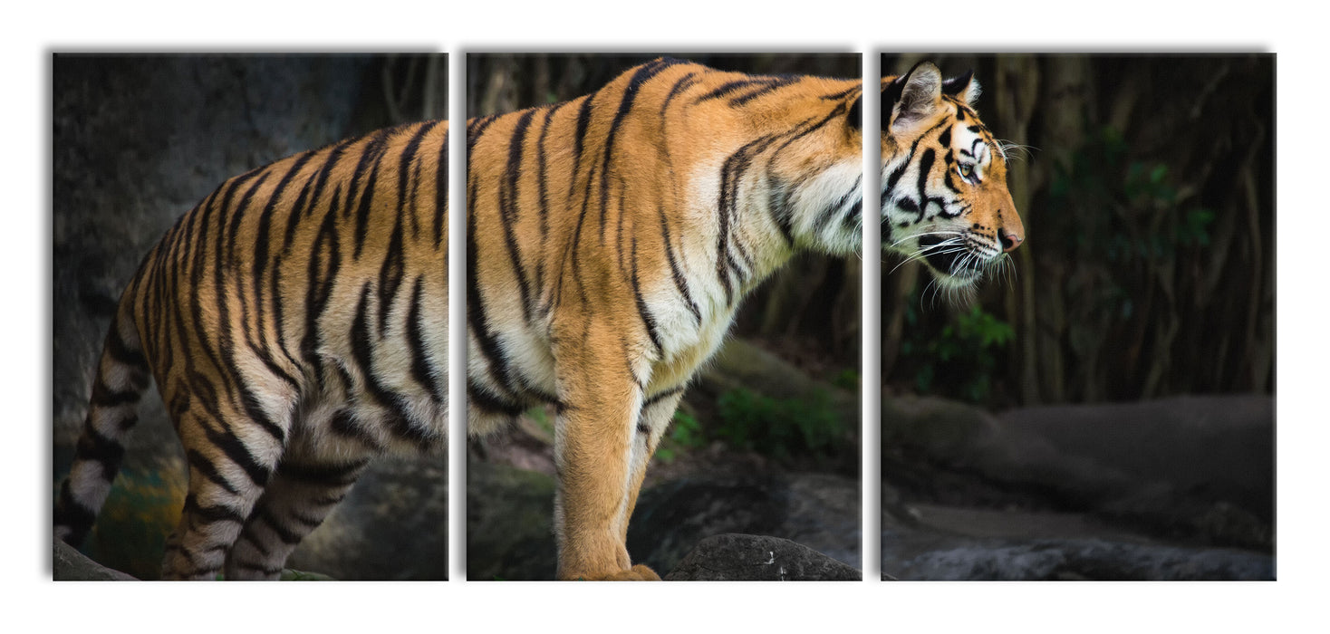 Tiger, XXL Leinwandbild als 3 Teiler