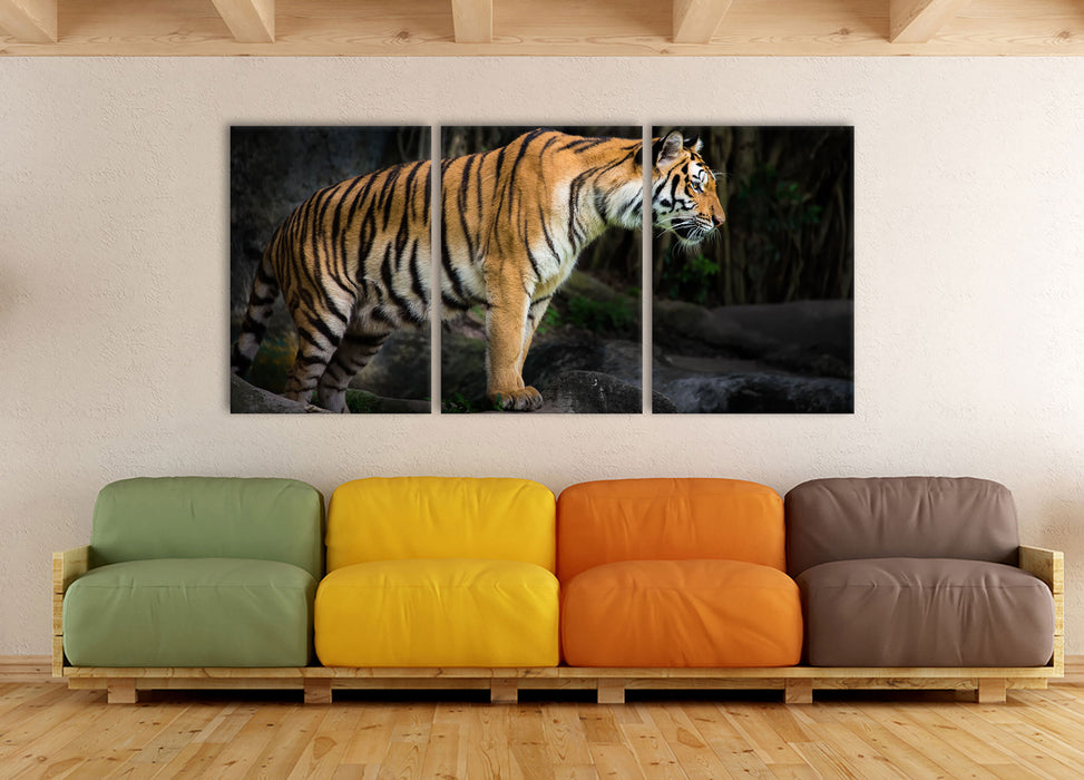 Tiger, XXL Leinwandbild als 3 Teiler