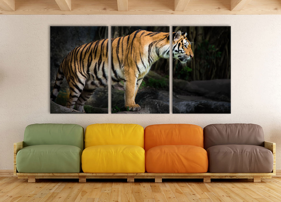 Tiger, XXL Leinwandbild als 3 Teiler