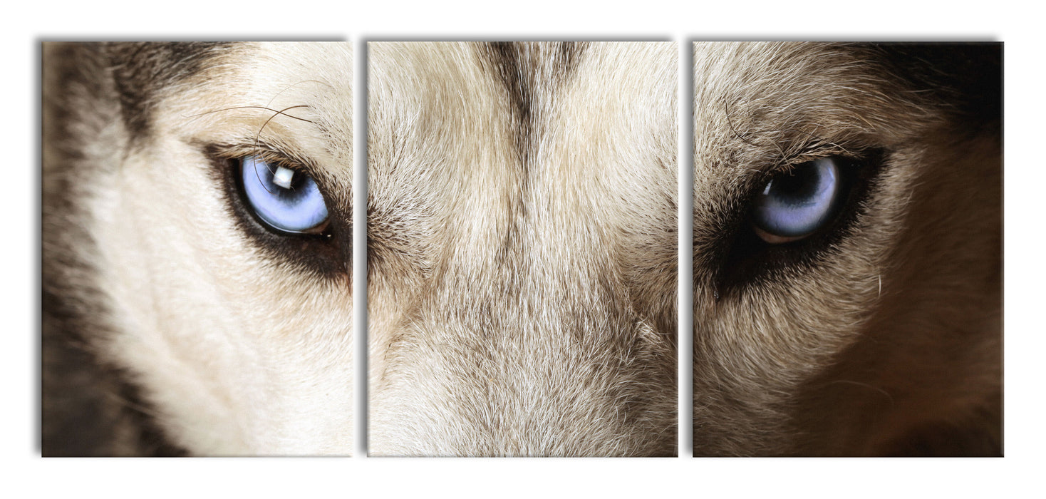 Husky eisblaue Augen, XXL Leinwandbild als 3 Teiler