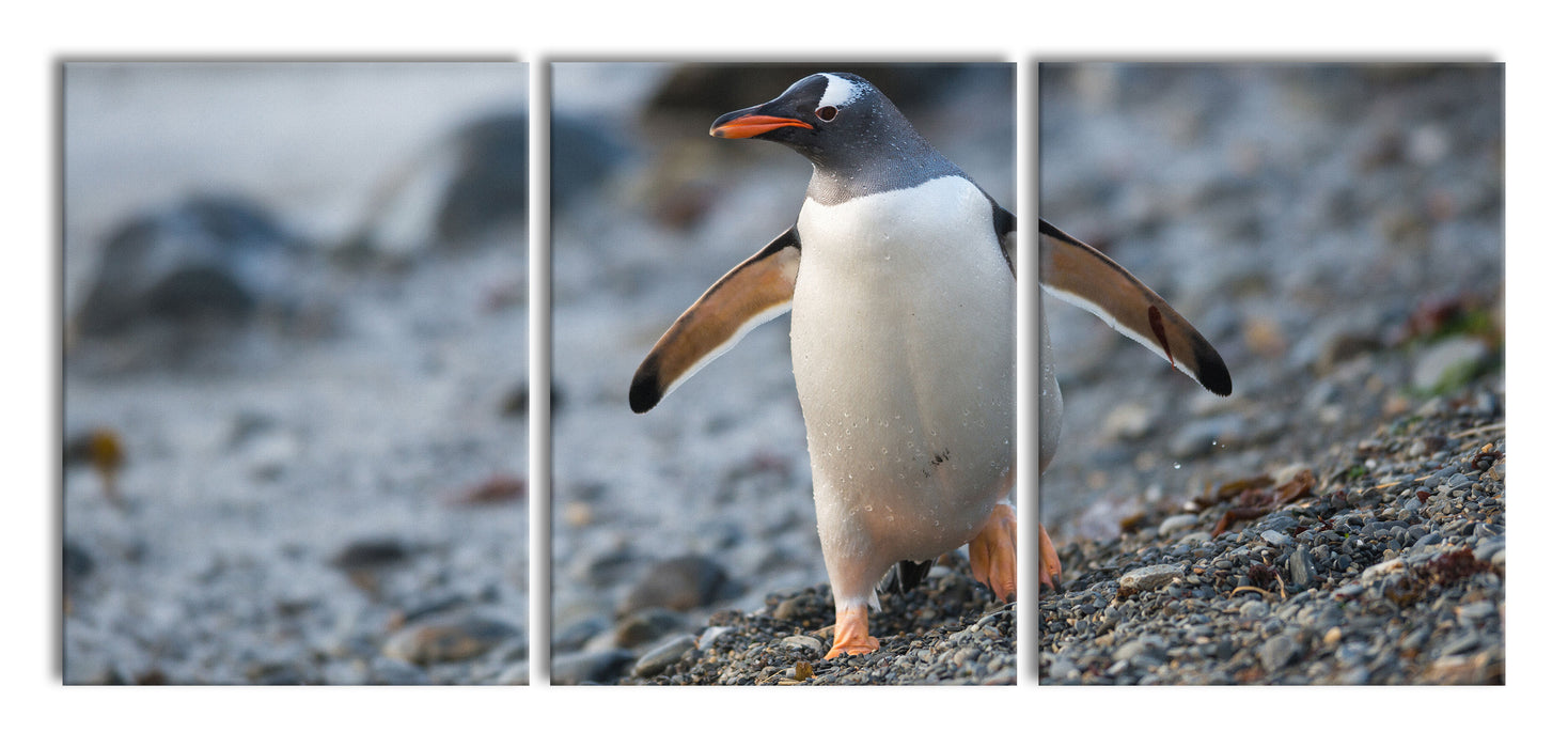 Pinguine, XXL Leinwandbild als 3 Teiler