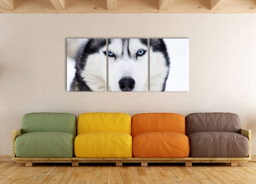 Husky, XXL Leinwandbild als 3 Teiler