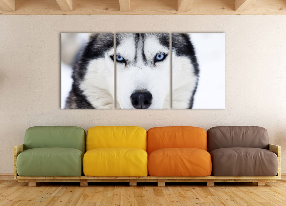 Husky, XXL Leinwandbild als 3 Teiler