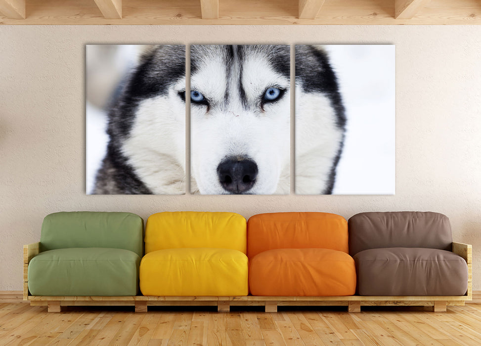 Husky, XXL Leinwandbild als 3 Teiler