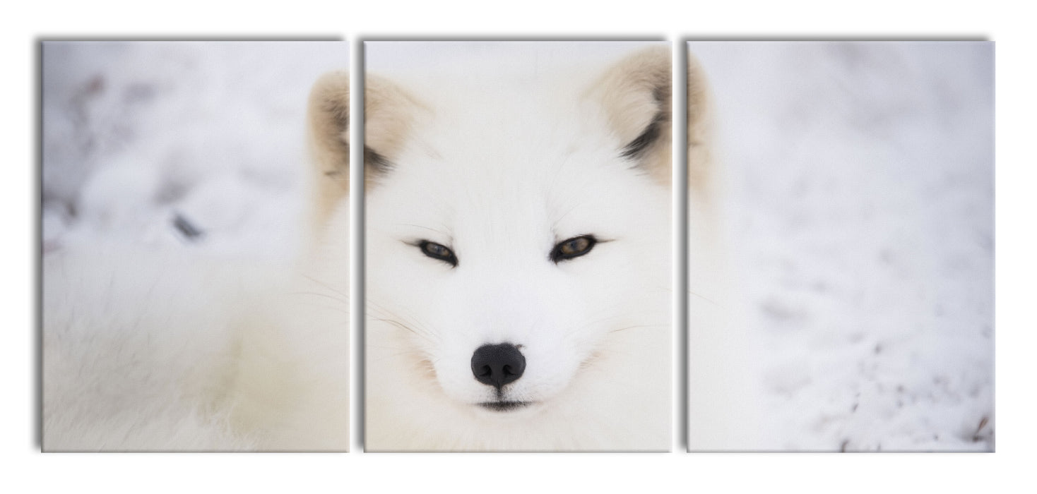 Weißer Fuchs, XXL Leinwandbild als 3 Teiler
