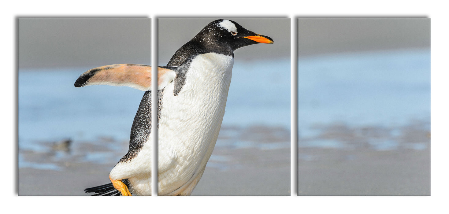 Pinguin am Strand, XXL Leinwandbild als 3 Teiler