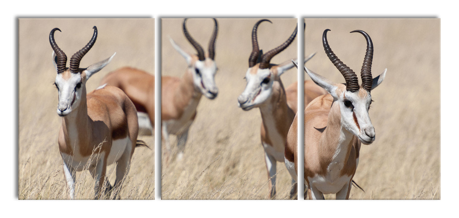 Antilopen in Savanne Afrika, XXL Leinwandbild als 3 Teiler