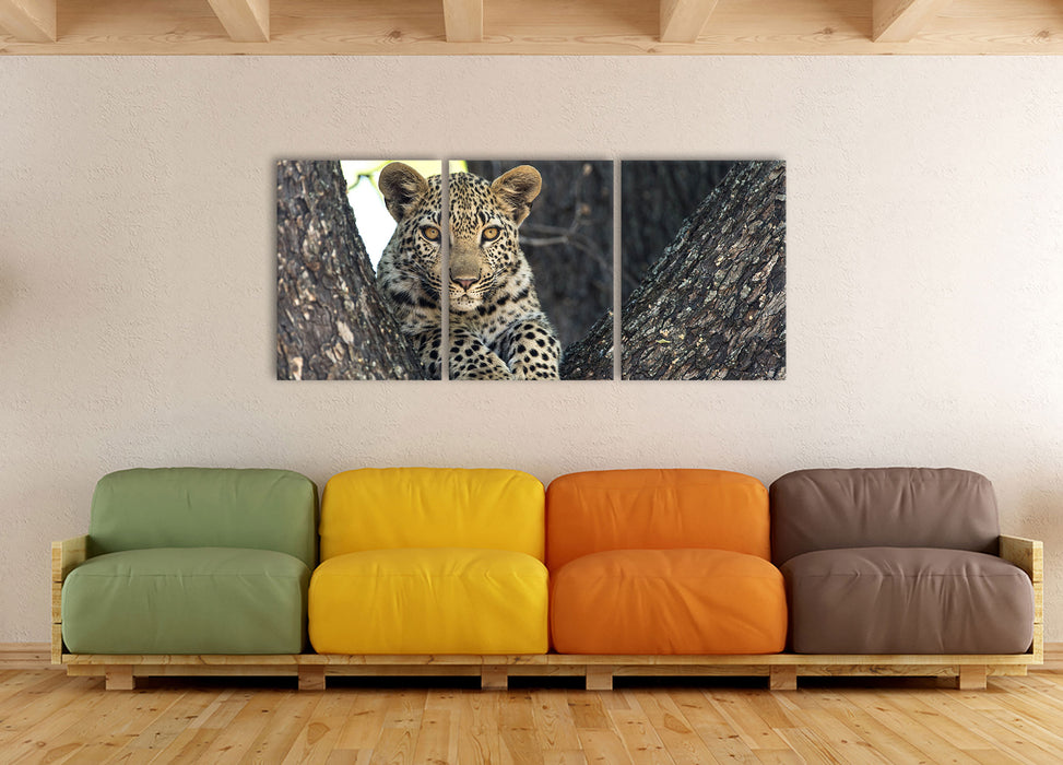 Leopardenbaby, XXL Leinwandbild als 3 Teiler