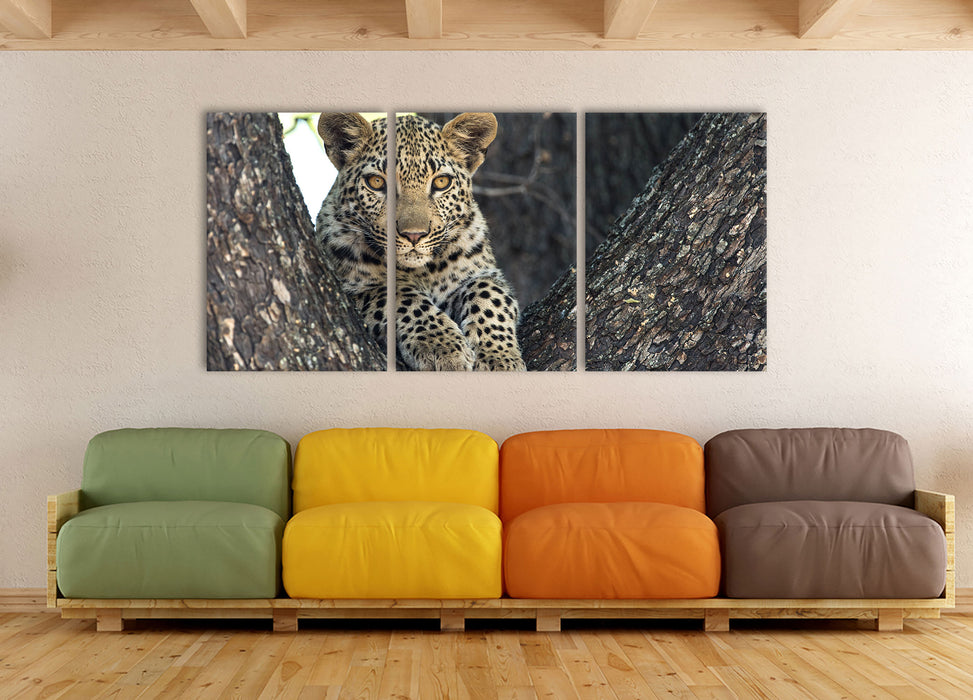 Leopardenbaby, XXL Leinwandbild als 3 Teiler