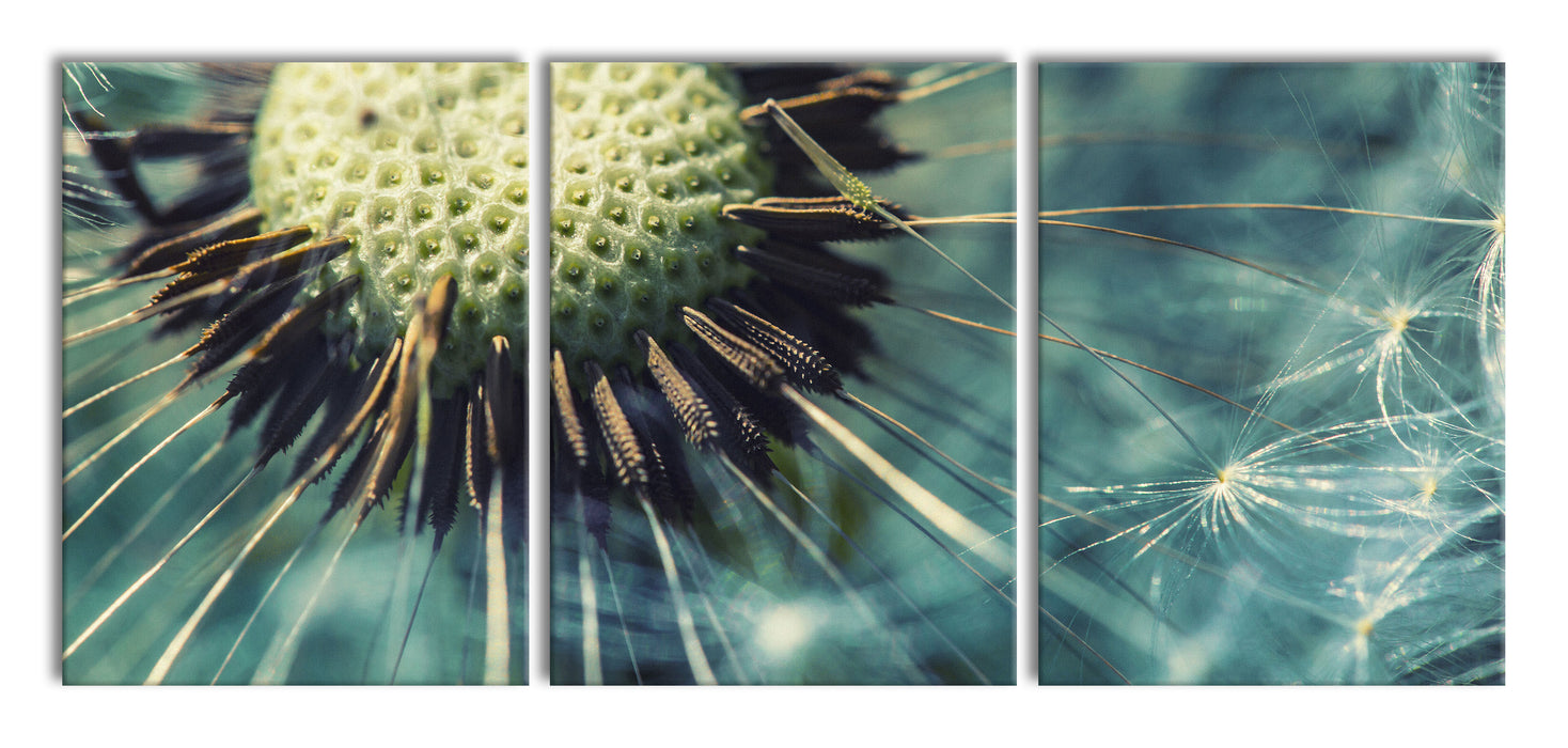 Pusteblume, XXL Leinwandbild als 3 Teiler