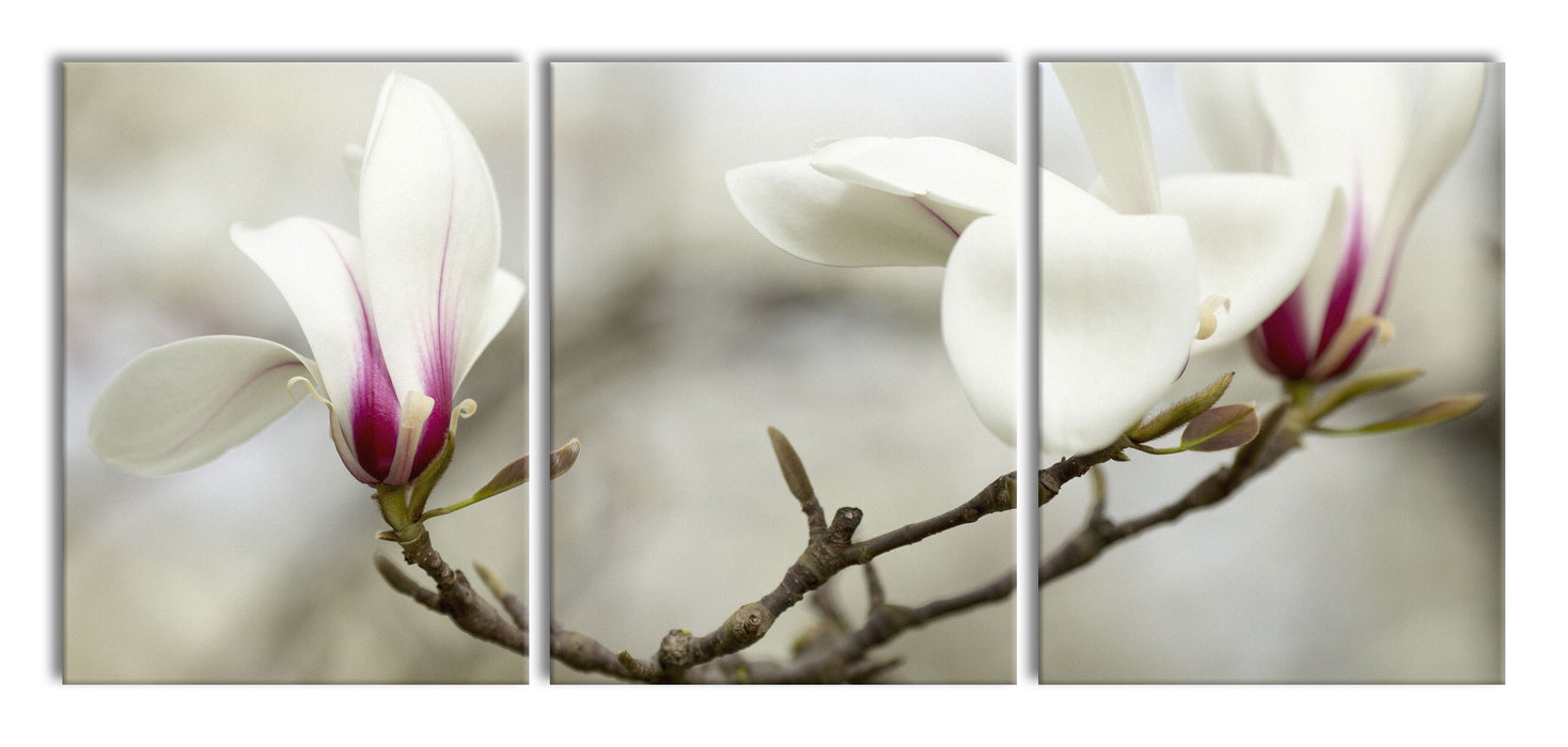 Weiße Baumblüten, XXL Leinwandbild als 3 Teiler