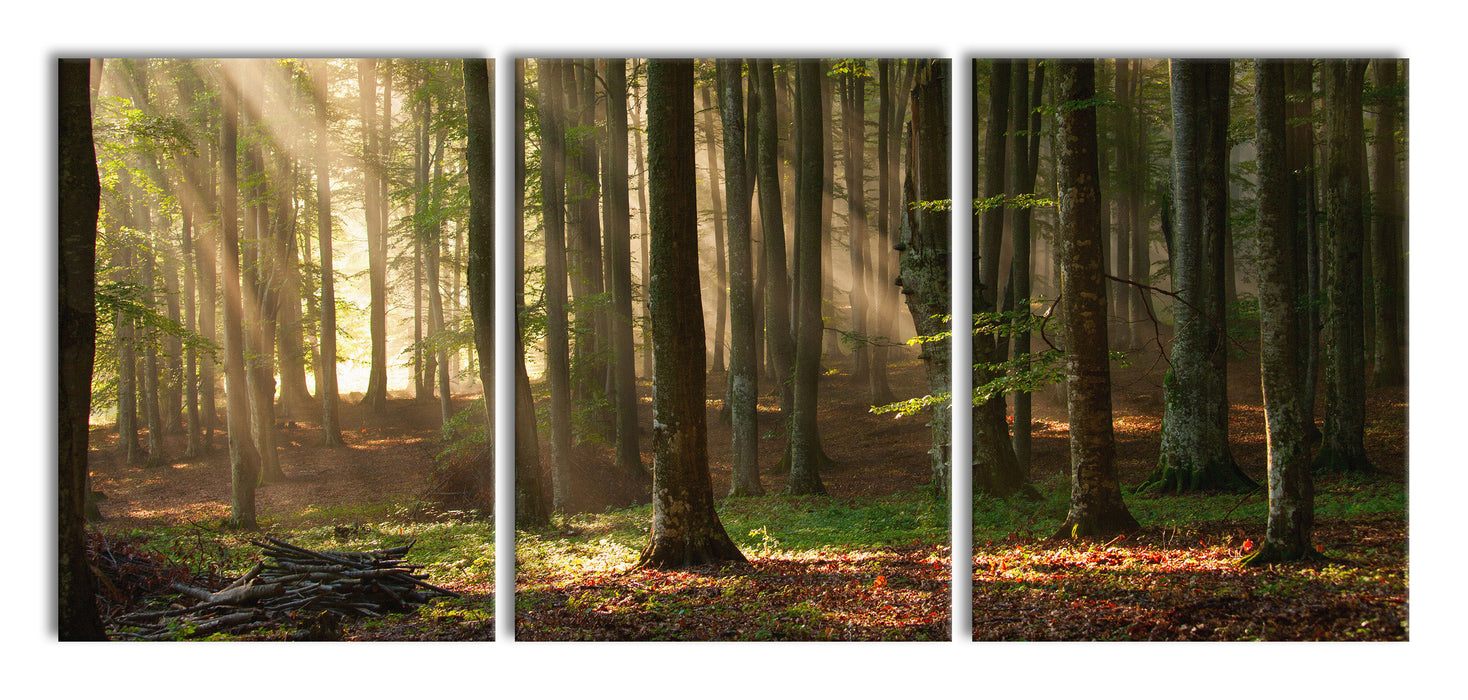 Bäume im Licht, XXL Leinwandbild als 3 Teiler