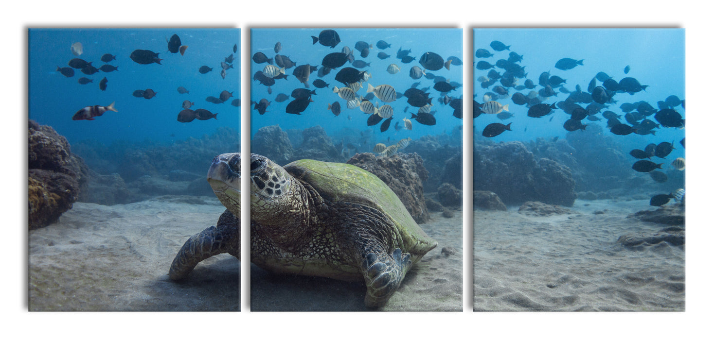 Schildkröte am Meeresboden, XXL Leinwandbild als 3 Teiler