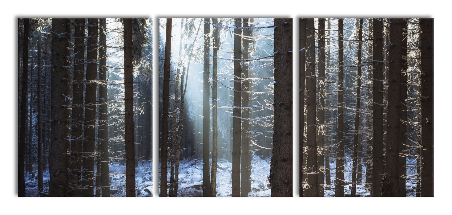 Winterwald, XXL Leinwandbild als 3 Teiler