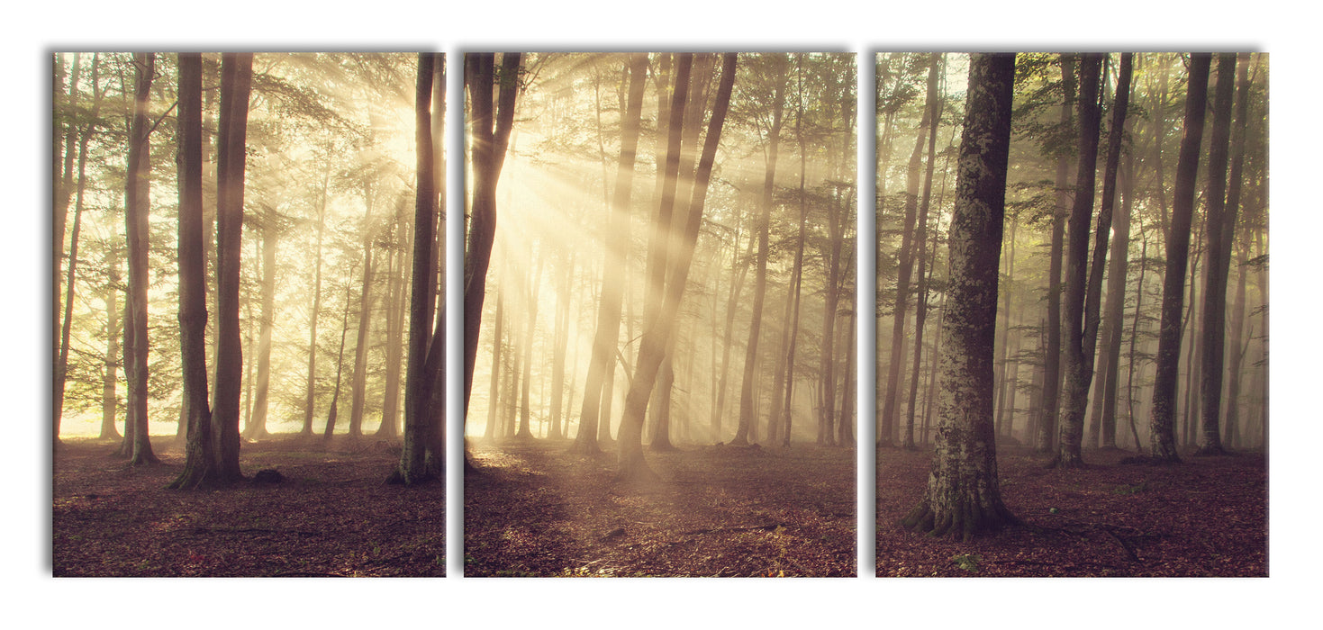 Waldlichtung im Sonnenschein, XXL Leinwandbild als 3 Teiler