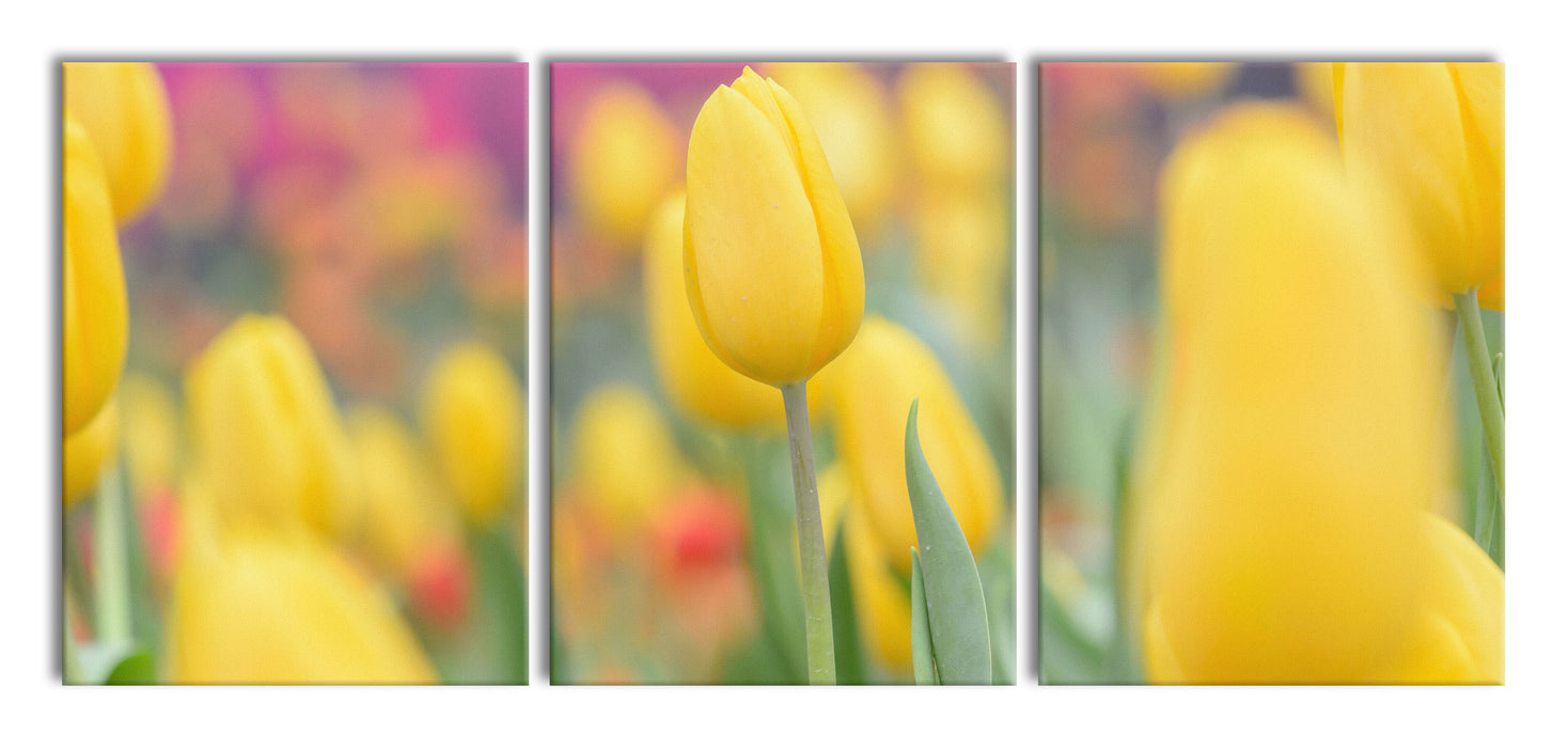 Gelbe Tulpen im Frühling, XXL Leinwandbild als 3 Teiler