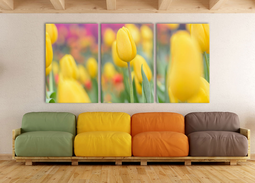 Gelbe Tulpen im Frühling, XXL Leinwandbild als 3 Teiler