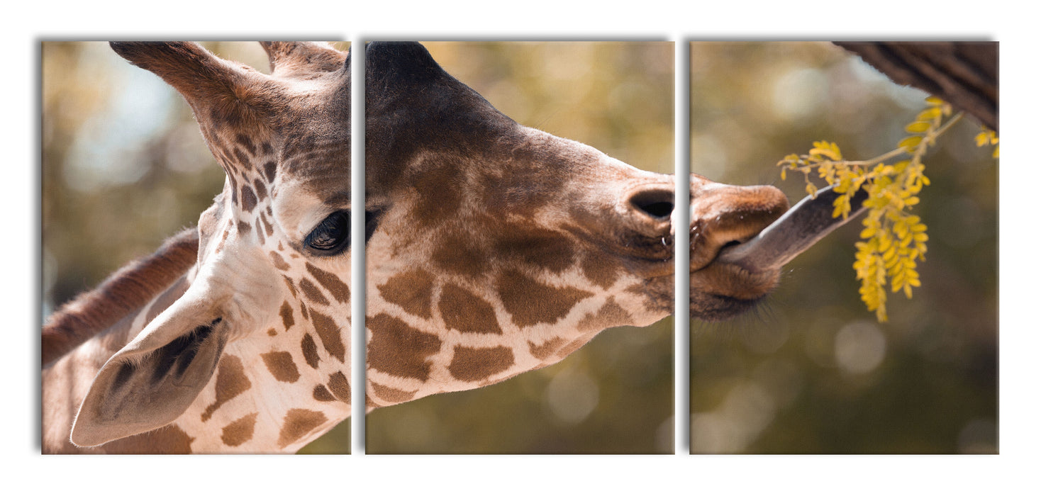 Giraffe Gesicht, XXL Leinwandbild als 3 Teiler