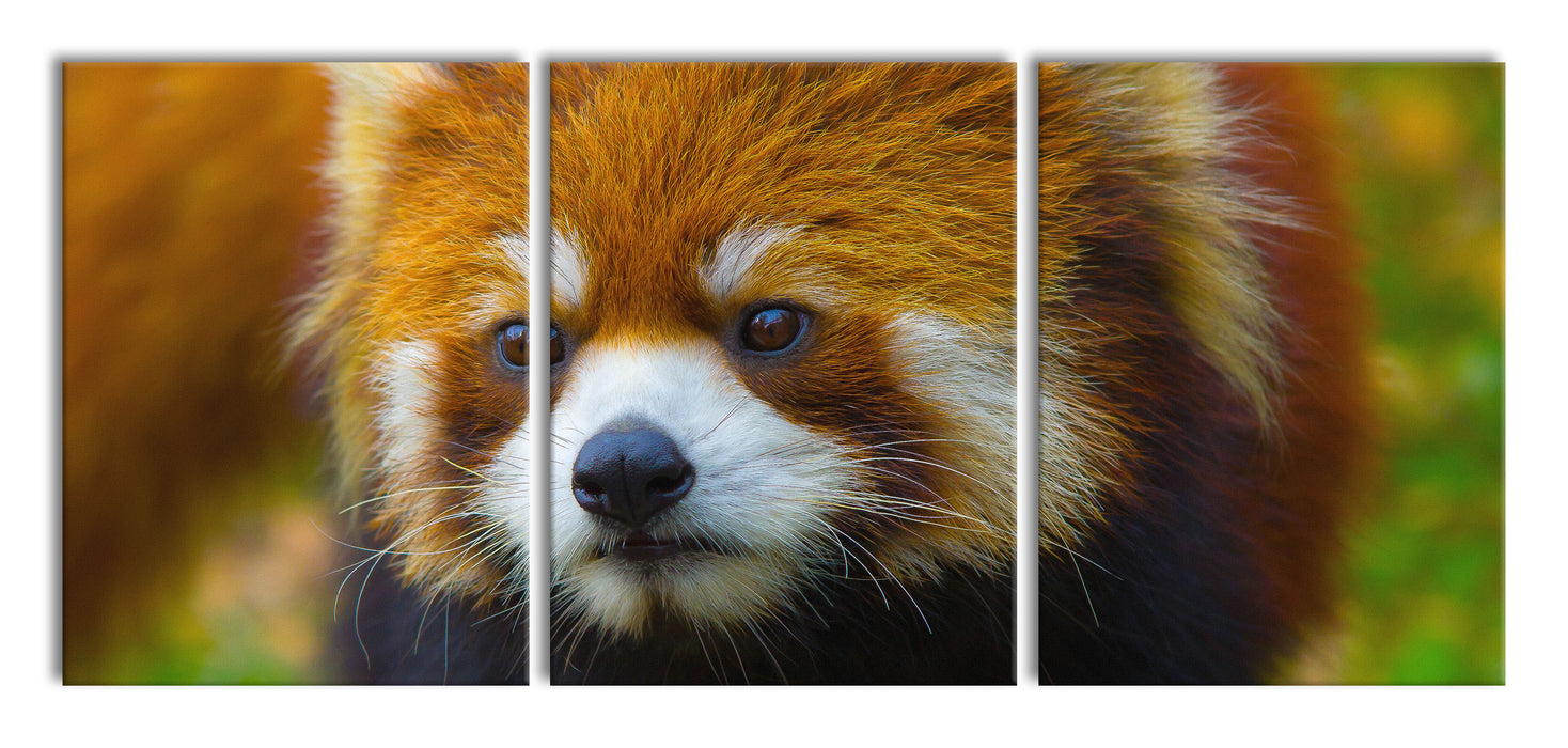 Roter Pandabär auf Ast, XXL Leinwandbild als 3 Teiler