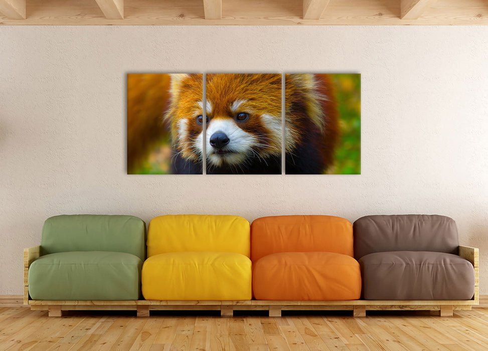 Roter Pandabär auf Ast, XXL Leinwandbild als 3 Teiler