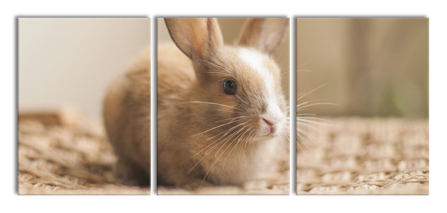 Süßes Kaninchen, XXL Leinwandbild als 3 Teiler
