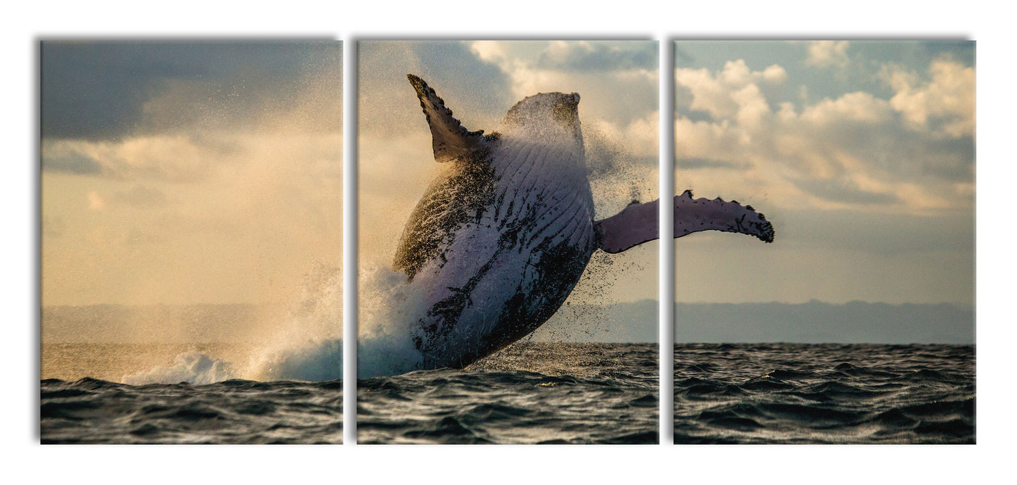 Buckelwale Kanada, XXL Leinwandbild als 3 Teiler