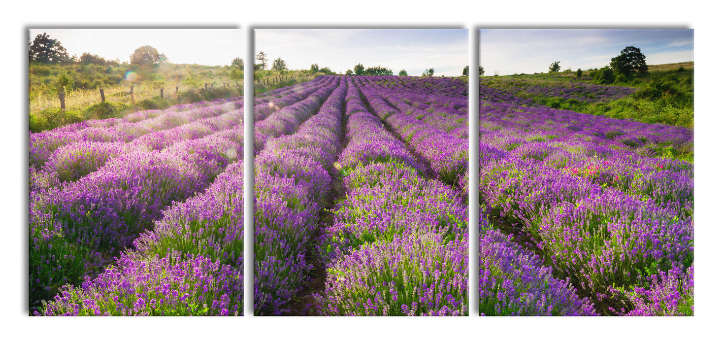 Lavendelfeld Provence, XXL Leinwandbild als 3 Teiler