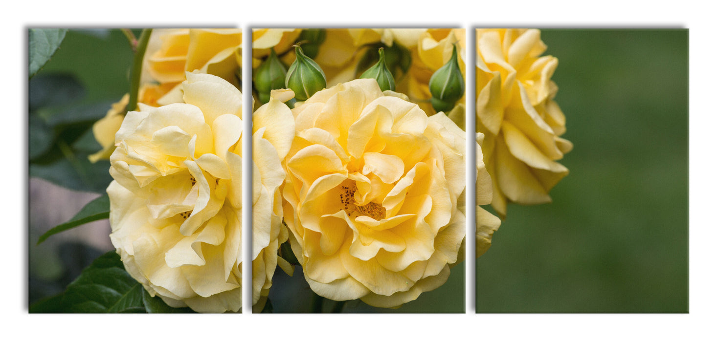 Weiß gelbe Rose Blumen, XXL Leinwandbild als 3 Teiler