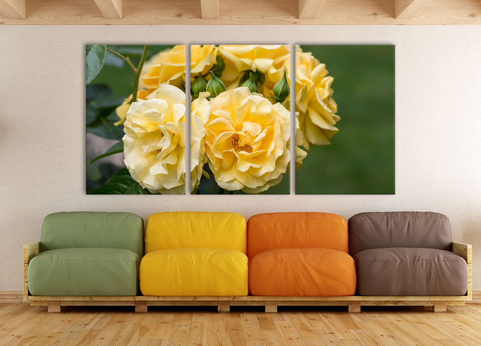 Weiß gelbe Rose Blumen, XXL Leinwandbild als 3 Teiler