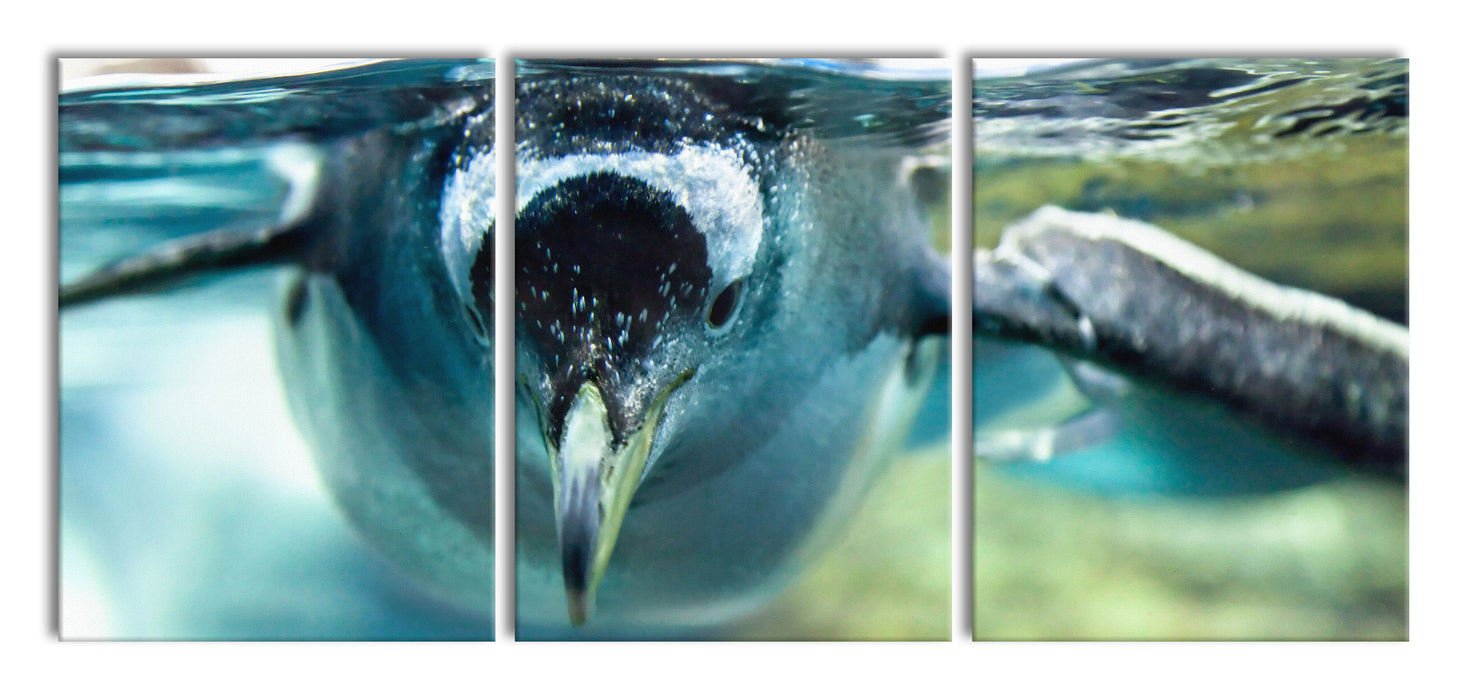Pinguin im Wasser, XXL Leinwandbild als 3 Teiler