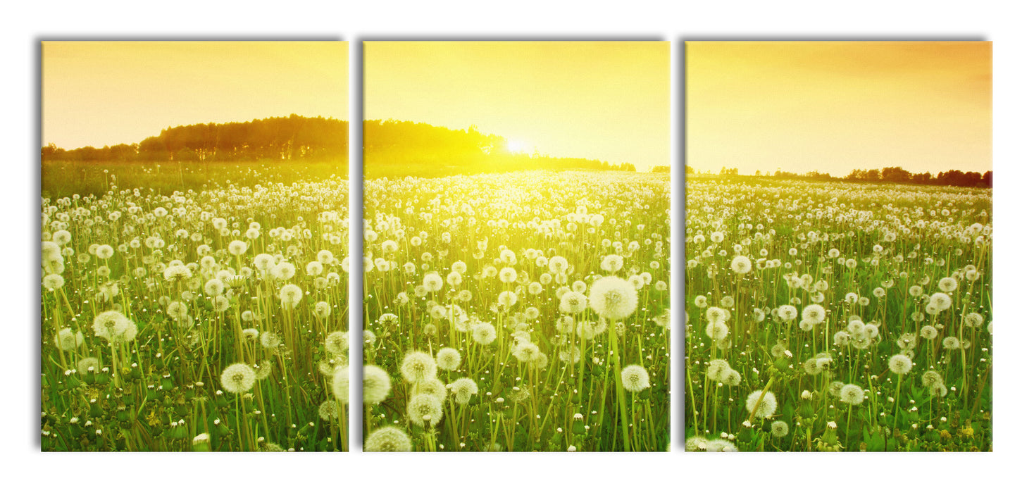 Pusteblumen Sonnenuntergang, XXL Leinwandbild als 3 Teiler