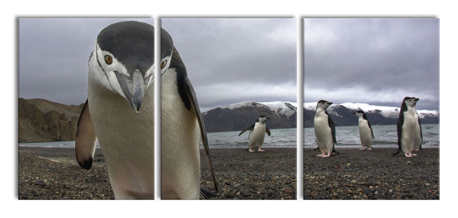 Lustige Pinguine, XXL Leinwandbild als 3 Teiler