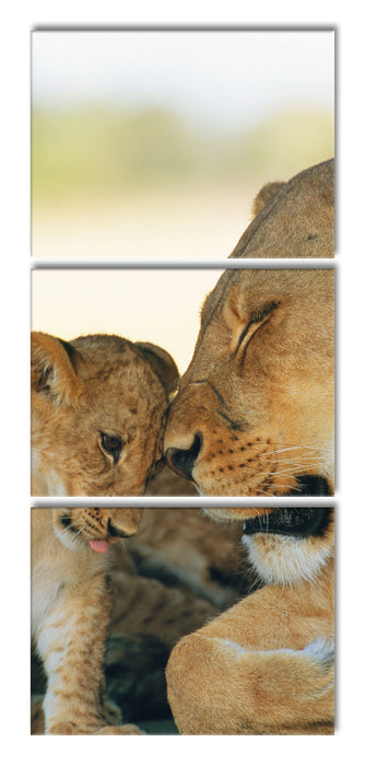 Löwenmutter schmusend mit Junges, XXL Leinwandbild als 3 Teiler