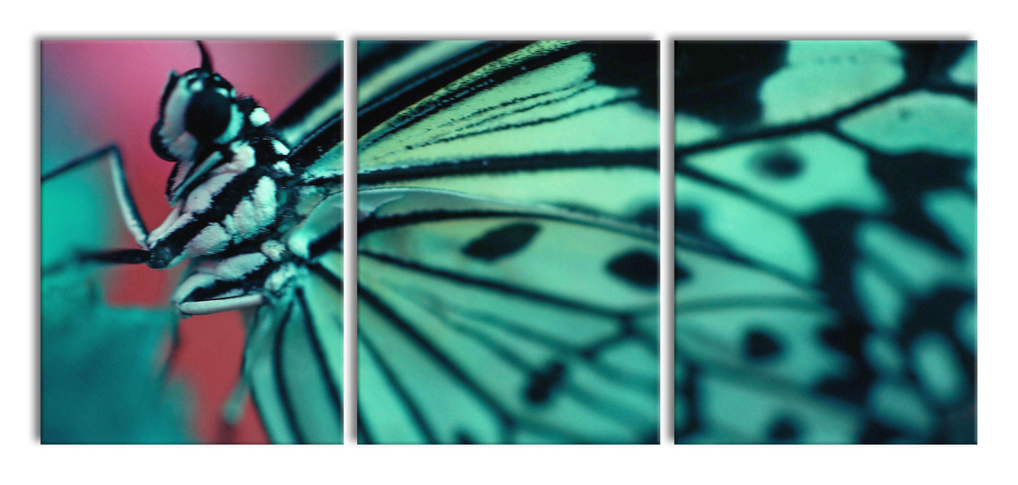 Wunderschöner Schmetterling, XXL Leinwandbild als 3 Teiler