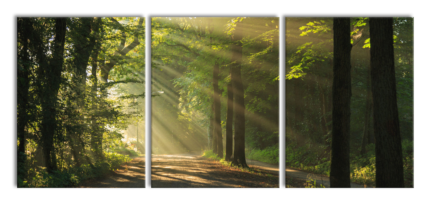 Waldweg im Frühling, XXL Leinwandbild als 3 Teiler