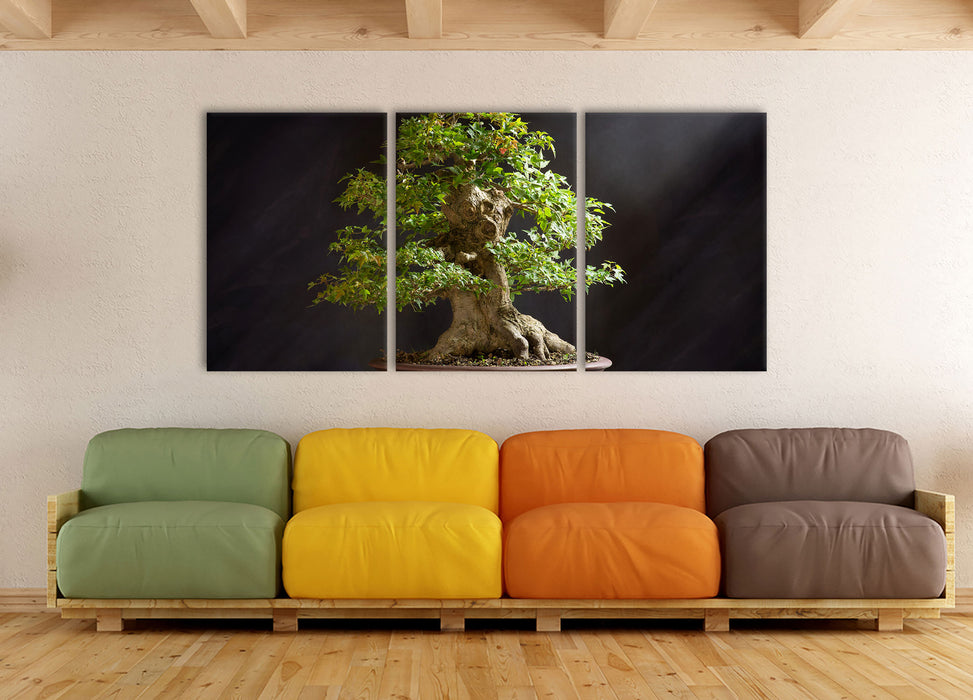 Kleiner Bonsaibaum, XXL Leinwandbild als 3 Teiler