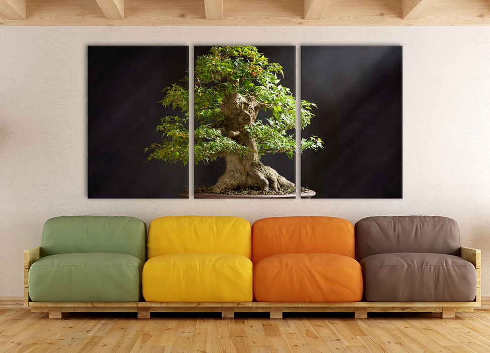 Kleiner Bonsaibaum, XXL Leinwandbild als 3 Teiler