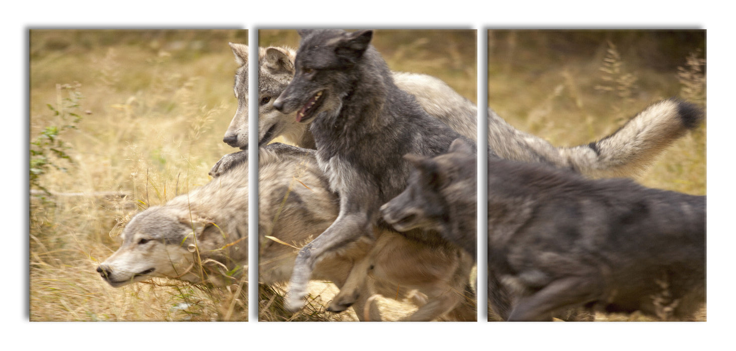 Tobendes Wolfsrudel, XXL Leinwandbild als 3 Teiler