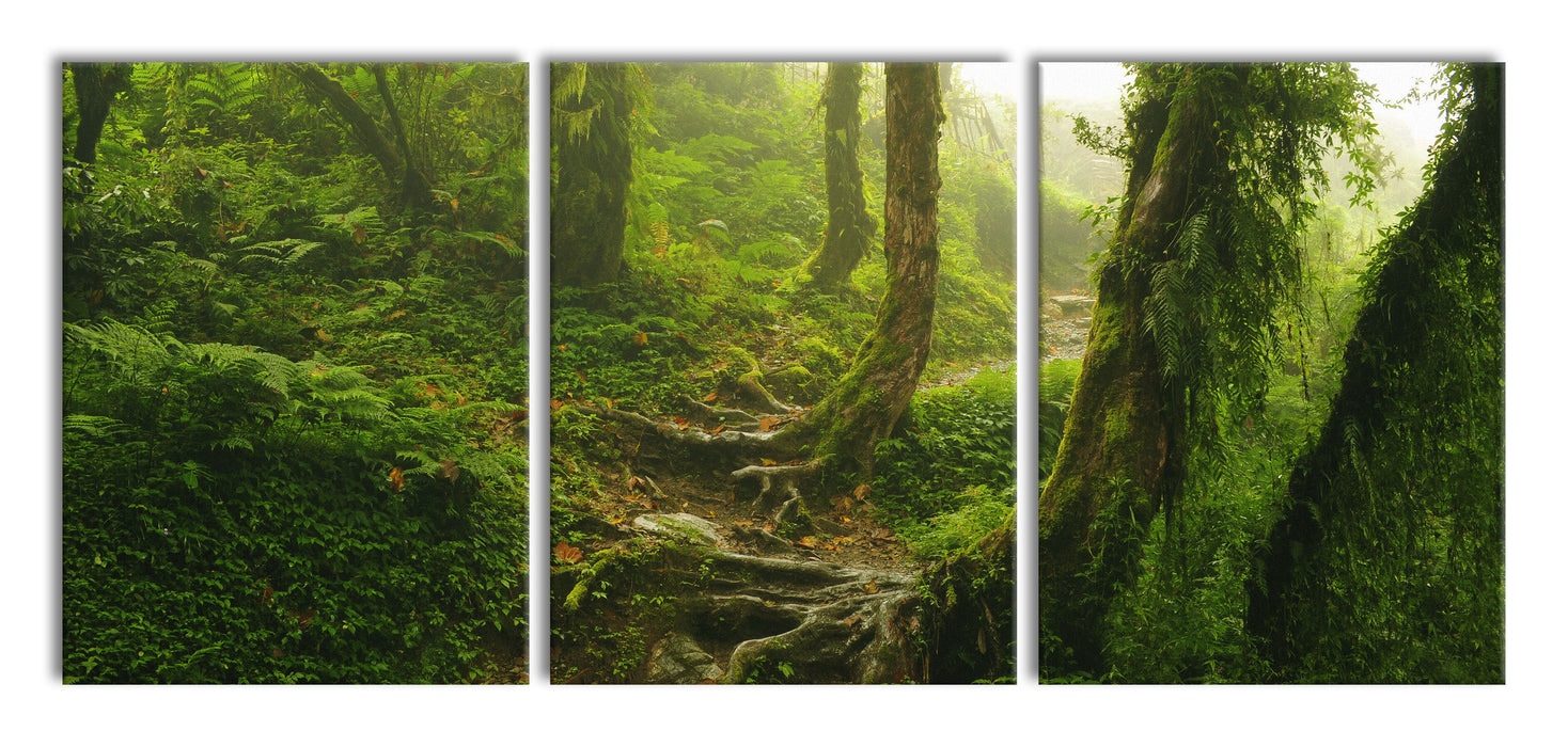 Unberührter Regenwald, XXL Leinwandbild als 3 Teiler