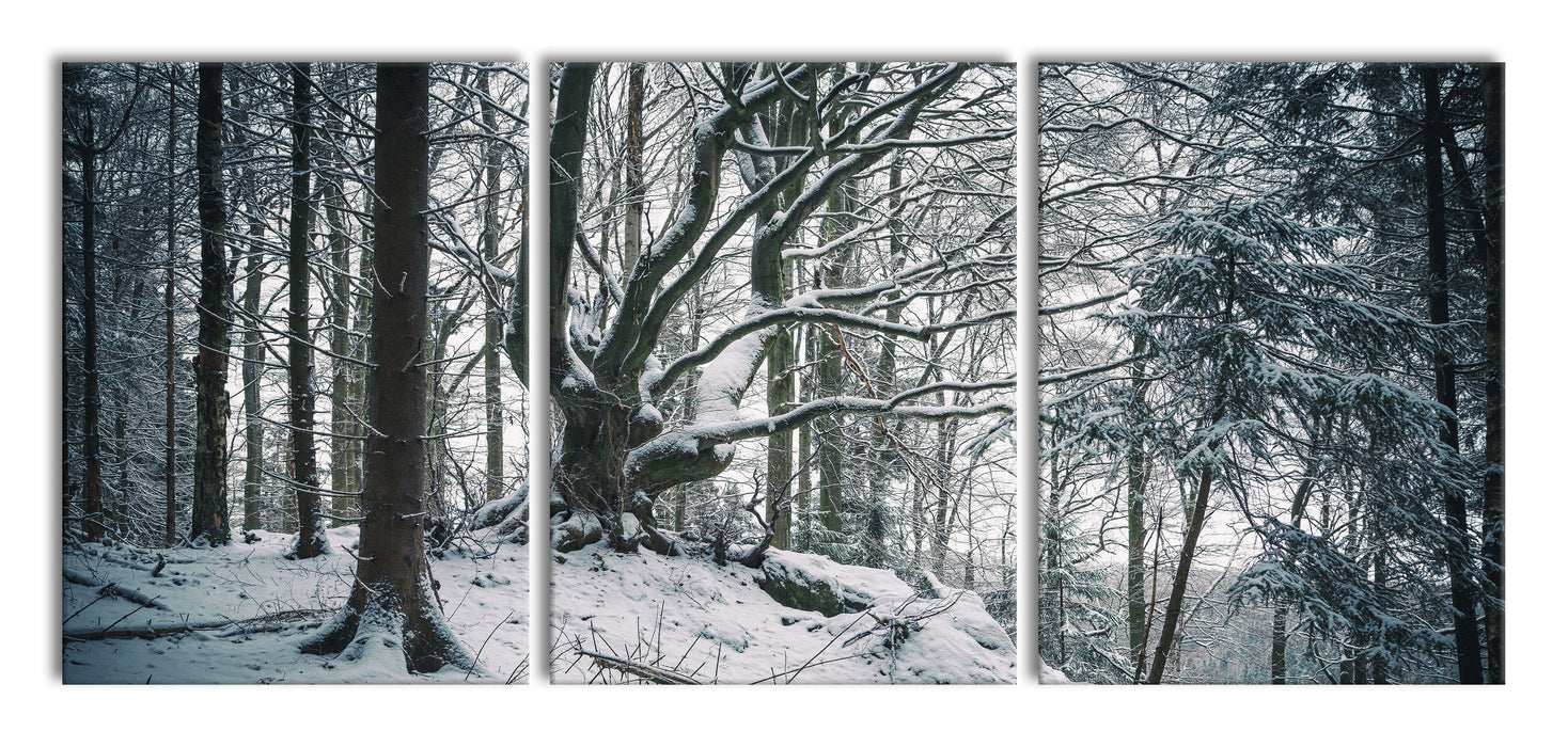 Wald mit Schnee bedeckt, XXL Leinwandbild als 3 Teiler