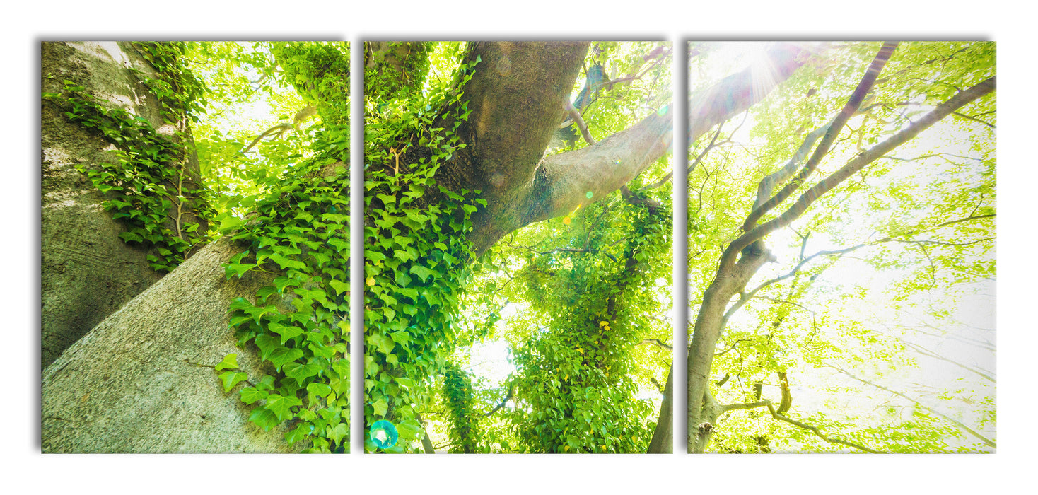 Baum im Sonnenlicht, XXL Leinwandbild als 3 Teiler