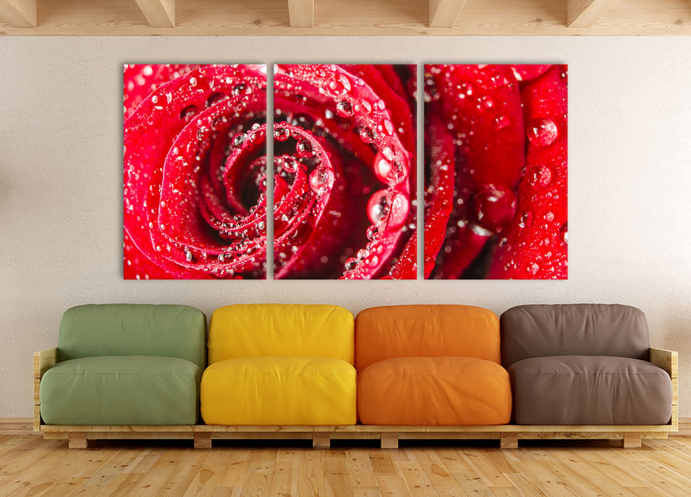 Rose mit Wassertropfen, XXL Leinwandbild als 3 Teiler