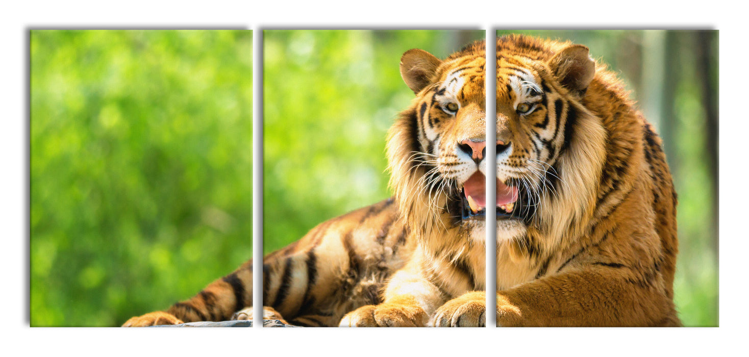 Tiger auf einem Stein, XXL Leinwandbild als 3 Teiler