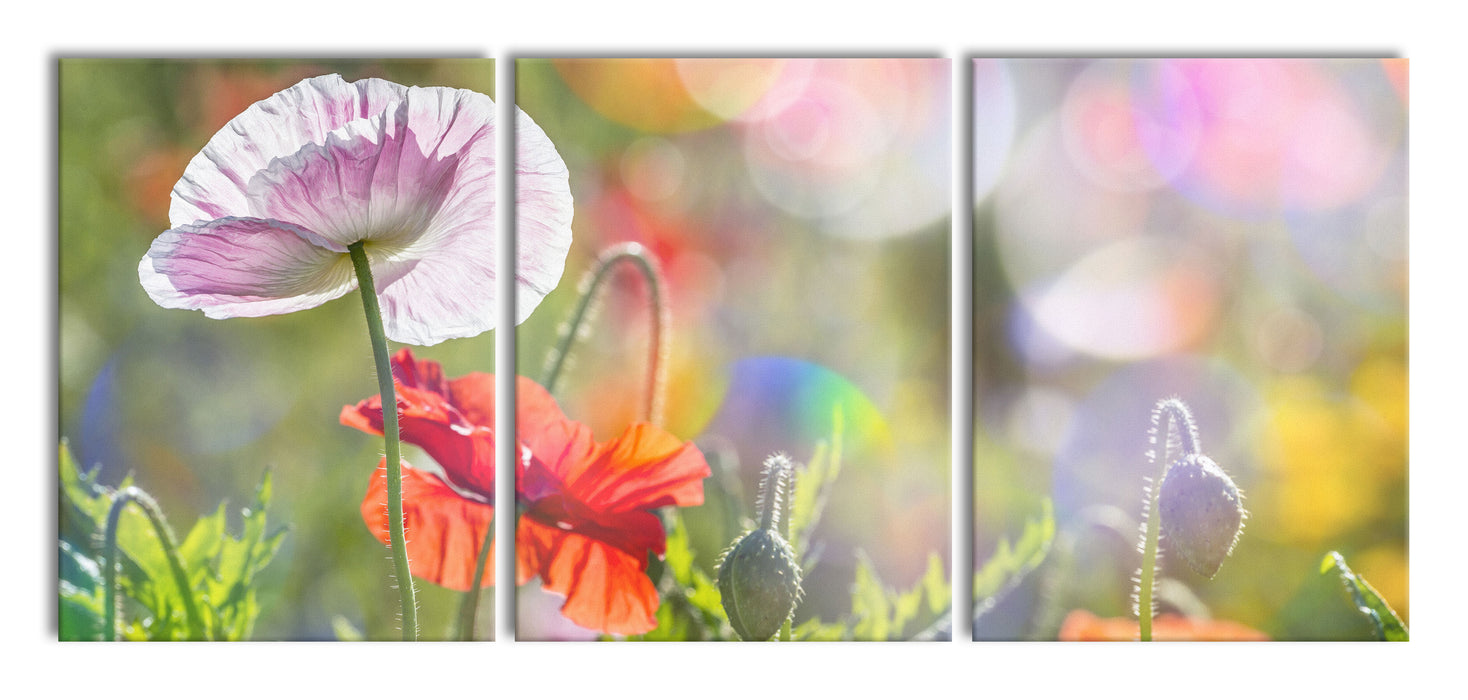 Kalifornischer Mohn im Frühling, XXL Leinwandbild als 3 Teiler