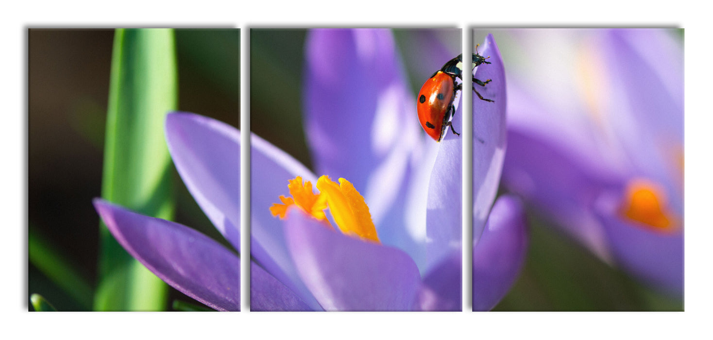 Krokussblüte mit Marienkäfer, XXL Leinwandbild als 3 Teiler