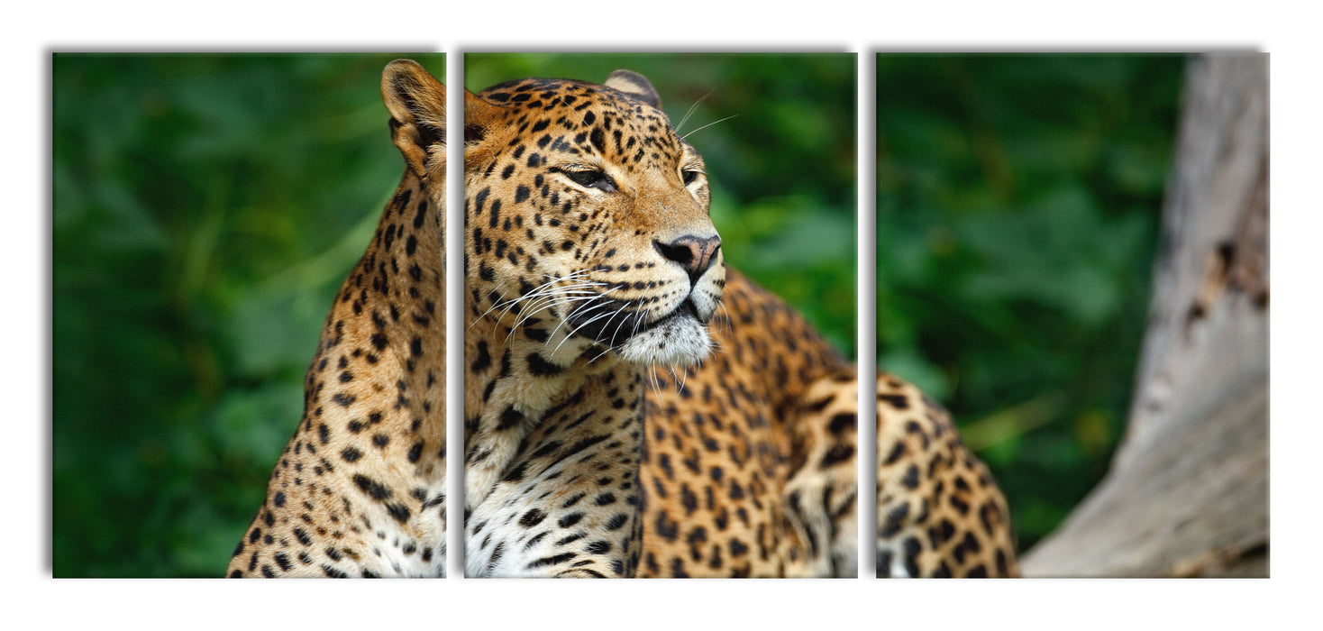 Wunderschöner Leopard in der Natur, XXL Leinwandbild als 3 Teiler