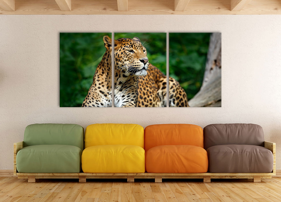 Wunderschöner Leopard in der Natur, XXL Leinwandbild als 3 Teiler