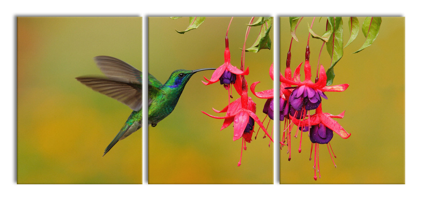 Kolibri trinkt vom Blütennektar, XXL Leinwandbild als 3 Teiler