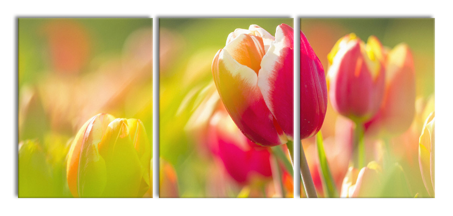 Blühende rote Tulpen, XXL Leinwandbild als 3 Teiler