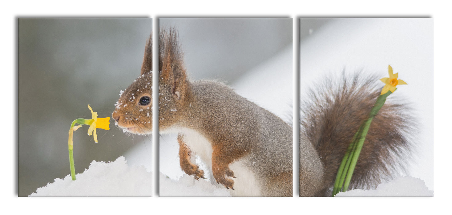 Eichhörnchen im Schnee, XXL Leinwandbild als 3 Teiler